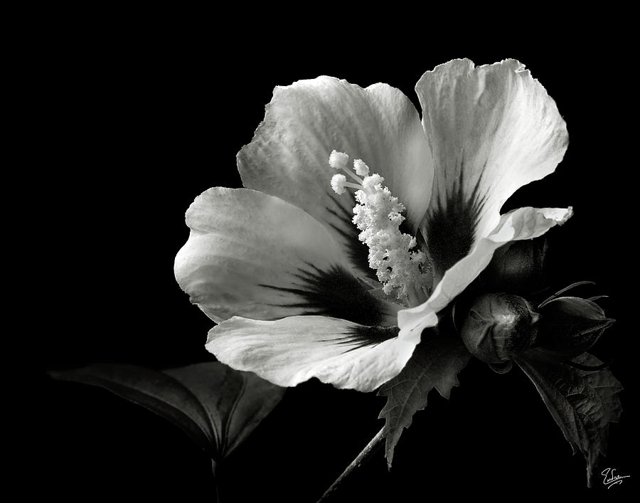 Flower Photograph - Rose of Sharon in Black and White by Endre Balogh