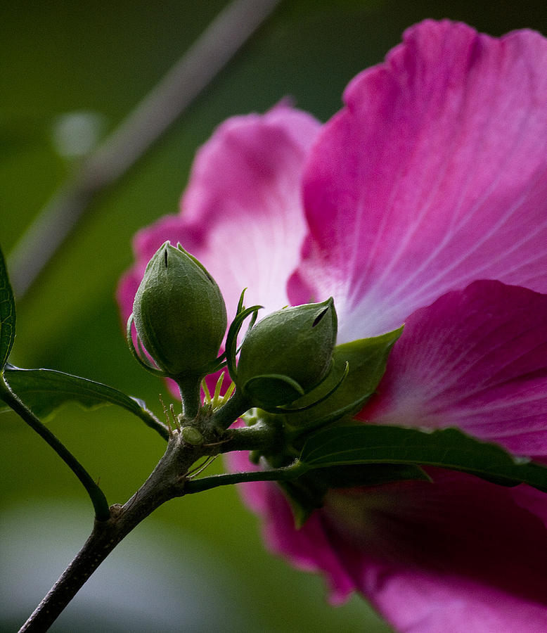 Rose of Sharon Photograph by Michael Friedman