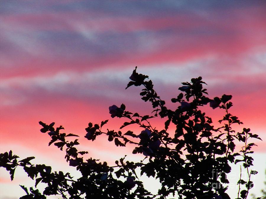 Rose of Sharon Sunset Photograph by Judy Via-Wolff