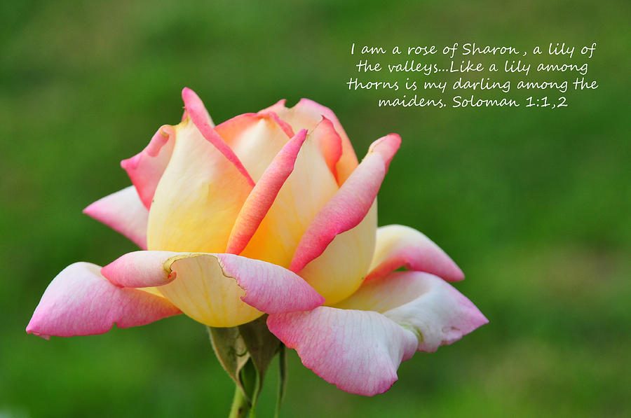 Rose of Sharon Photograph by Teresa Blanton