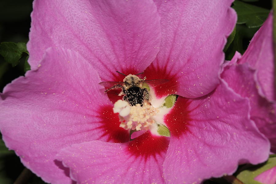 Rose of Sharon With Bumble Bee 2 Photograph by Robert Morin