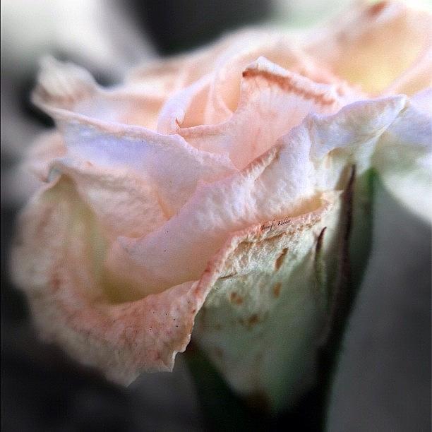 Rose. Part Of The Floral Arrangement My Photograph by Jennifer K