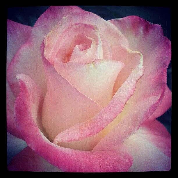 Flowers Still Life Photograph - #rose Part2.1 #andrography #beautiful by Alberto Chavez