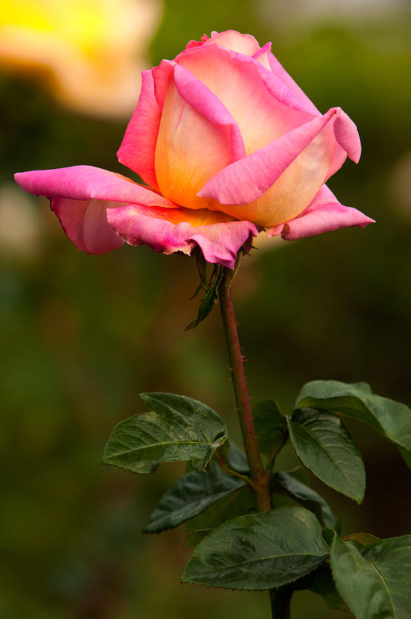 Rose Photograph by Paul Mangold
