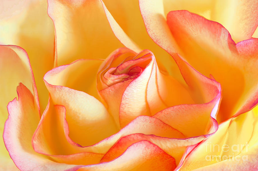 Rose Perfection Photograph