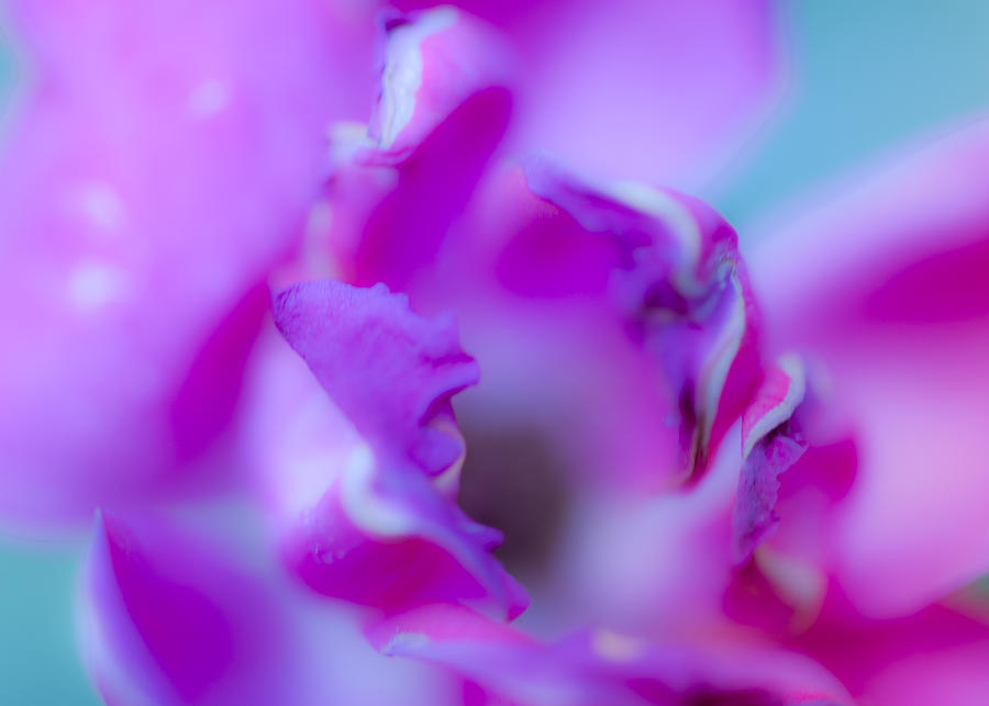 Rose Petal Abstract 1 Photograph by Stephen Anderson