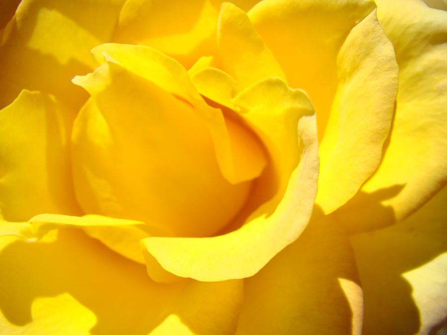 Rose Petal Flower Yellow Colorful Rose Floral Baslee Photograph by Patti Baslee