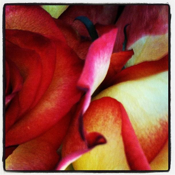 Flower Photograph - Rose petals by Lucie Lacava