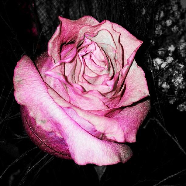 Nature Photograph - #rose #pink #flower #nature #bouquet by Maria Venelinova