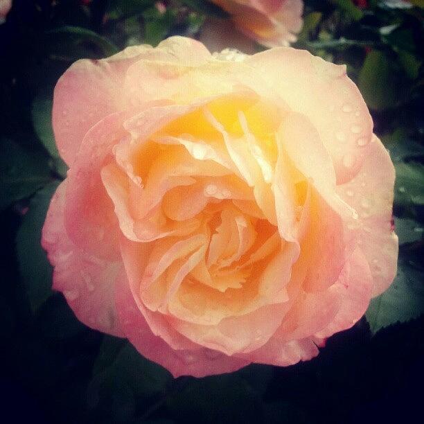 Nature Photograph - #rose #pink #yellow #beautiful #nature by Carola @ Rotterdam Netherlands