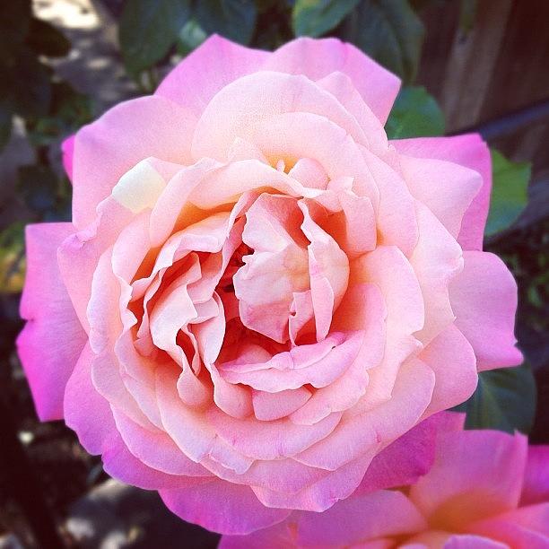 Rose Power!!! (first Shot Off My Iphone Photograph by Stone Grether
