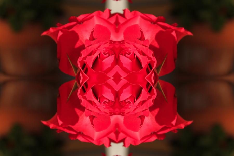 Rose Quad 2 Digital Art by Lauren Serene