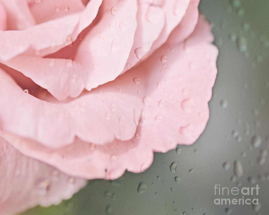 Rose Rain Photograph by Traci Cottingham