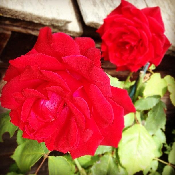 Paris Photograph - #rose #red #beautiful #romantic by Breanna W
