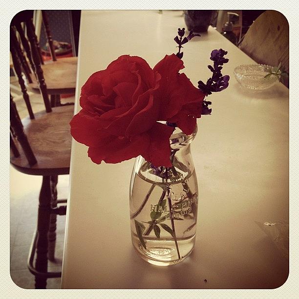 Summer Photograph - #rose #red #flowers #halfpint #cute by Emily Sheridan
