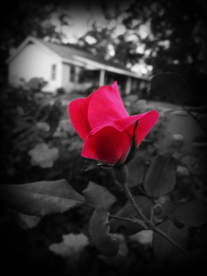 Rose Red Photograph by Terry Eve Tanner