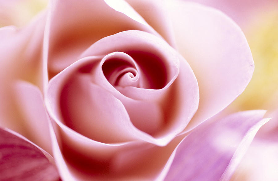 Rose Close Up Of Pink Flower Photograph by Jan Vermeer