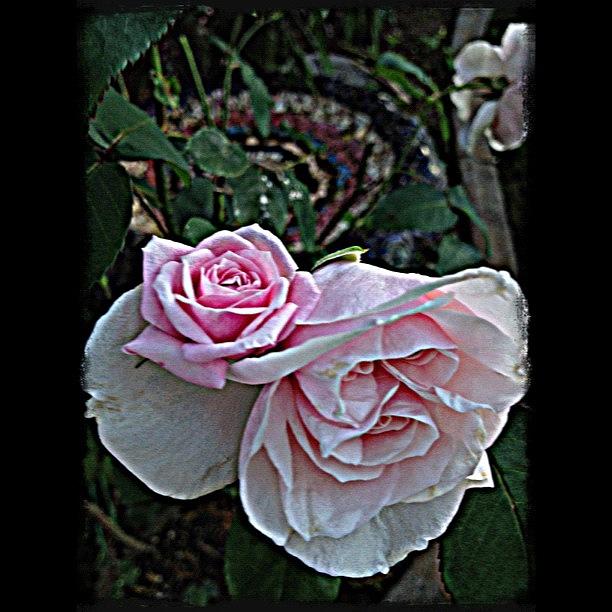 Rose Photograph - #rose #roses #roseporn #garden by Rita Frederick
