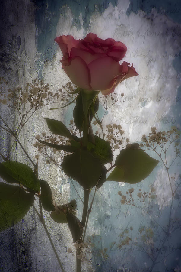 Still Life Photograph - Rose by Sam Smith Photography
