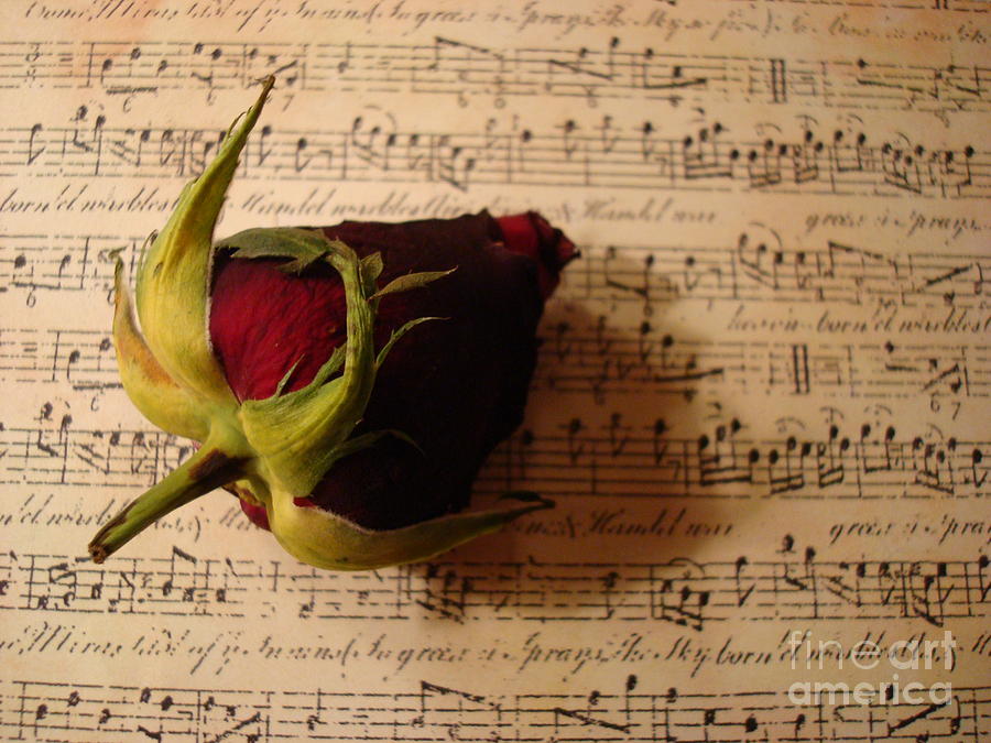 Rose Serenade by Kathy Bucari