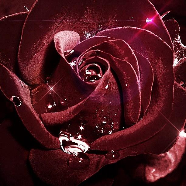 Rose Photograph - Rose by Silva Halo