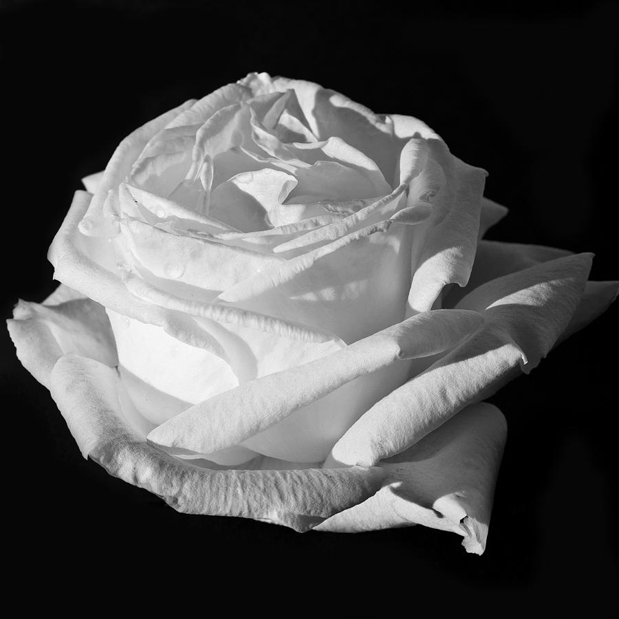 Rose Silver Anniversary Monochrome Photograph by Steve Purnell