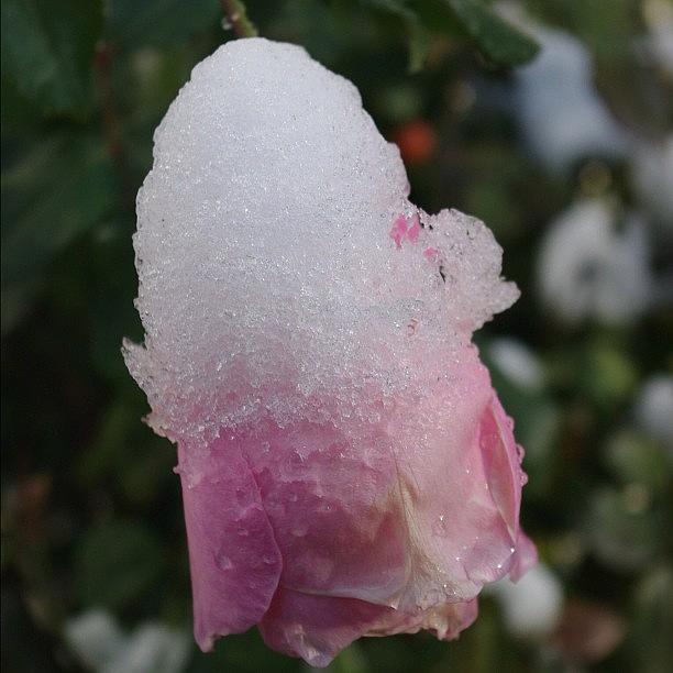 Rose Photograph - #rose #snow by Zach Falle