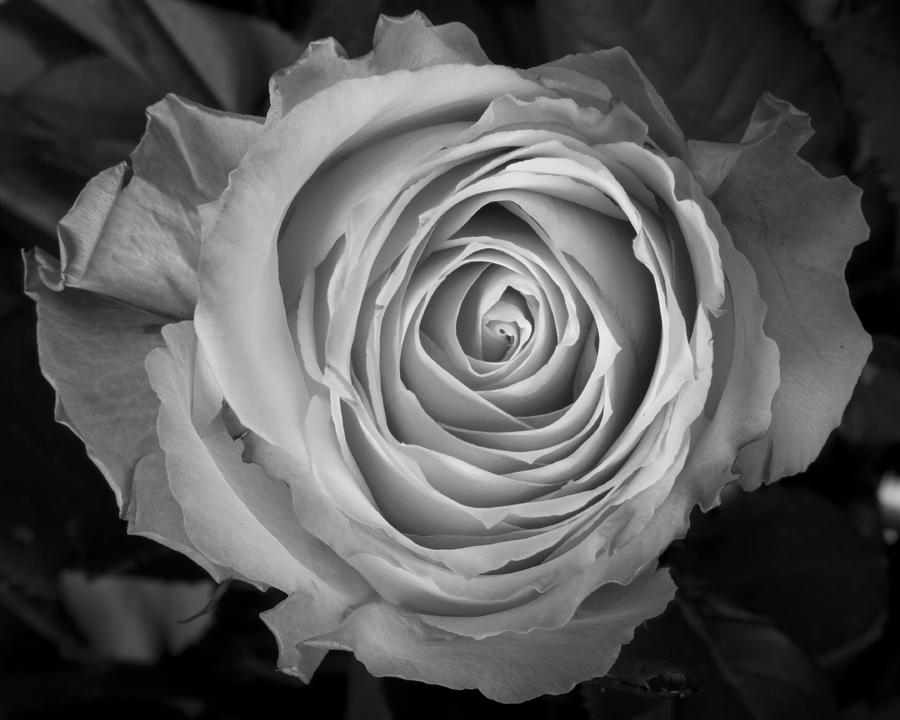 Rose Spiral Photograph by James BO Insogna