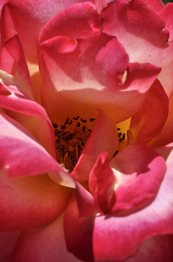 Rose Splendor Photograph by Sandy Fisher