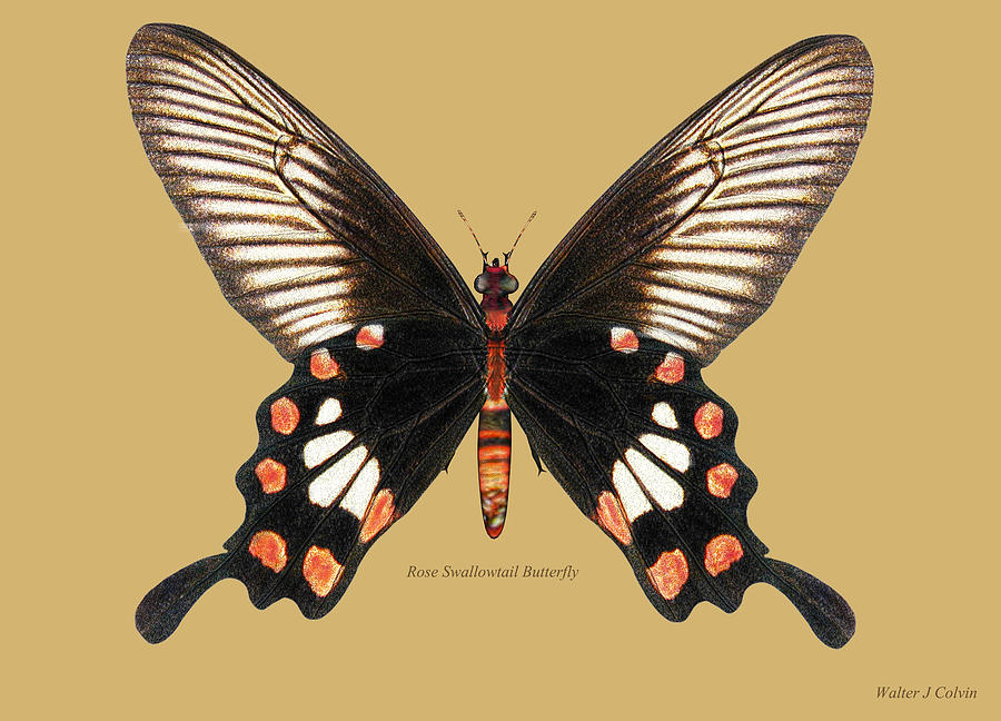 Rose Swallowtail Butterfly Digital Art by Walter Colvin
