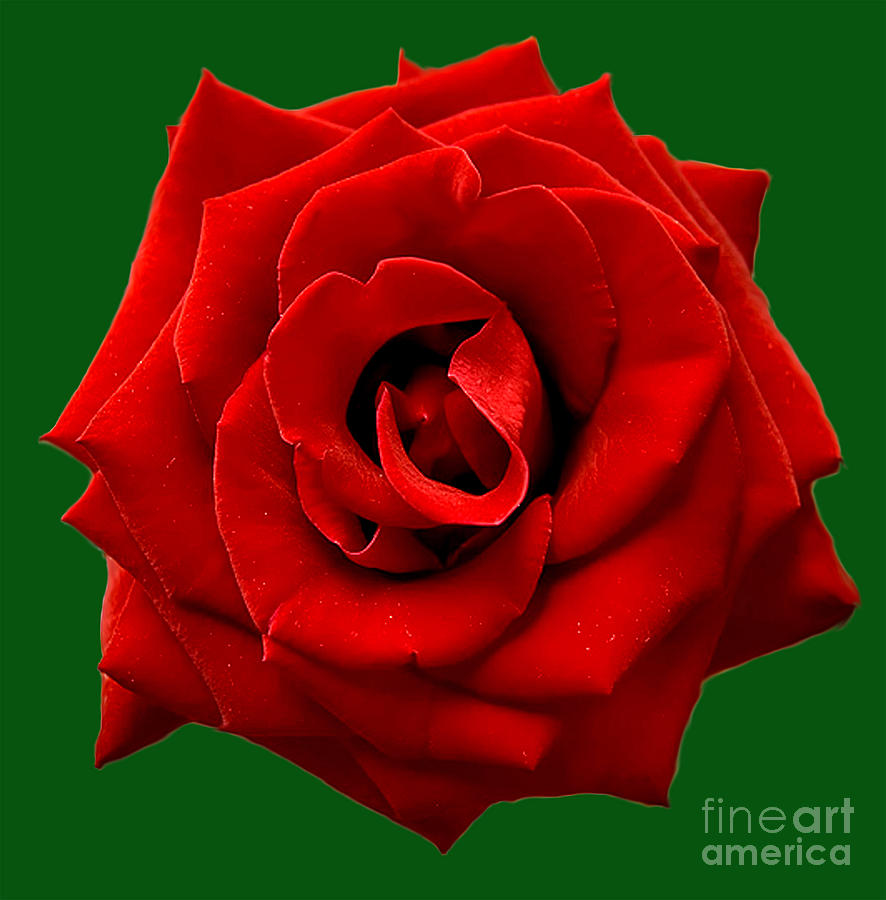 Rose Photograph - Rose by The Kepharts 