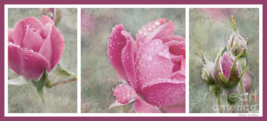 Rose Triptych 1 Photograph by Betty LaRue
