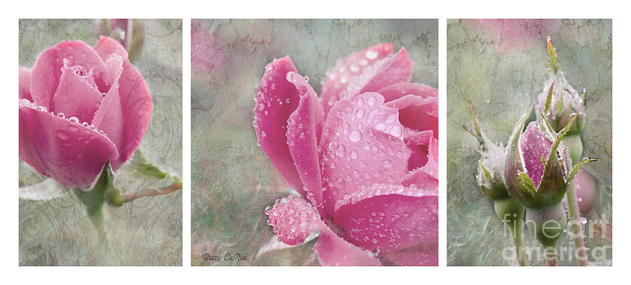 Rose Triptych 111 Photograph by Betty LaRue