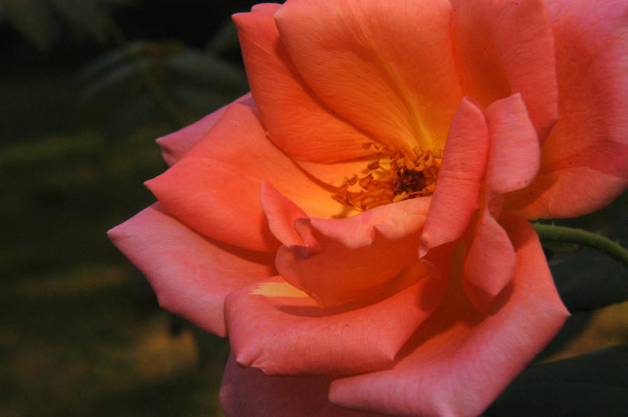 Rose Two Photograph by Wanda Brandon