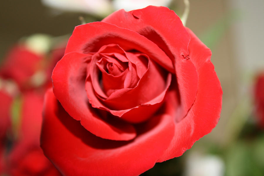 Rose up Close Photograph by Nicholas Evans - Fine Art America