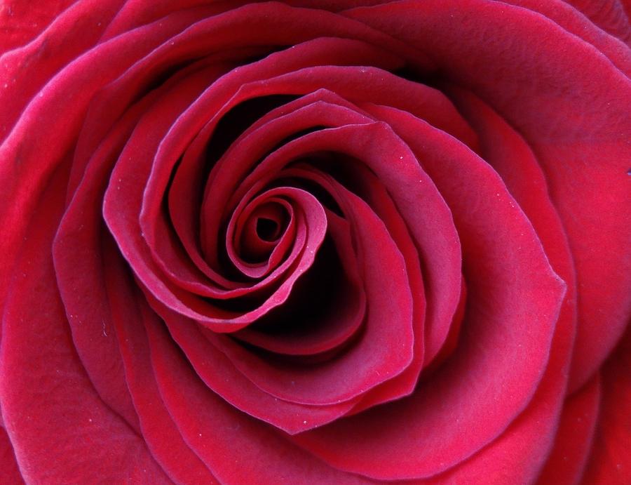 Rose Vortex Photograph by John Velasquez