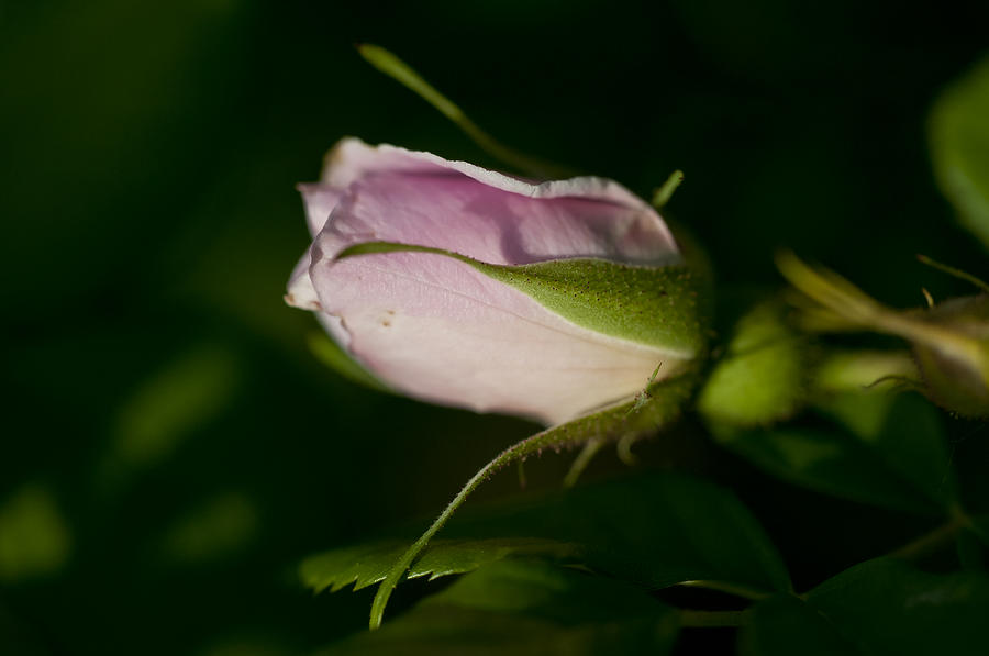 Rose Photograph by Wilma  Birdwell