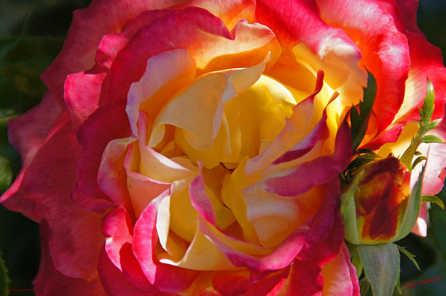 Summer Photograph - Rose with Little Bud by Mick Anderson