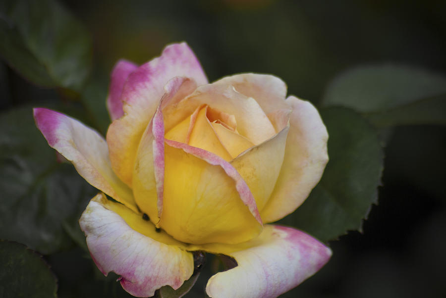 Rose with Pink Tips by Jason Pryor Rose with Pink Tips by Jason Pryor