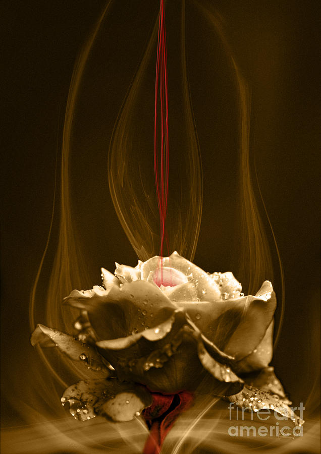 Rose with red flow Digital Art by Johnny Hildingsson