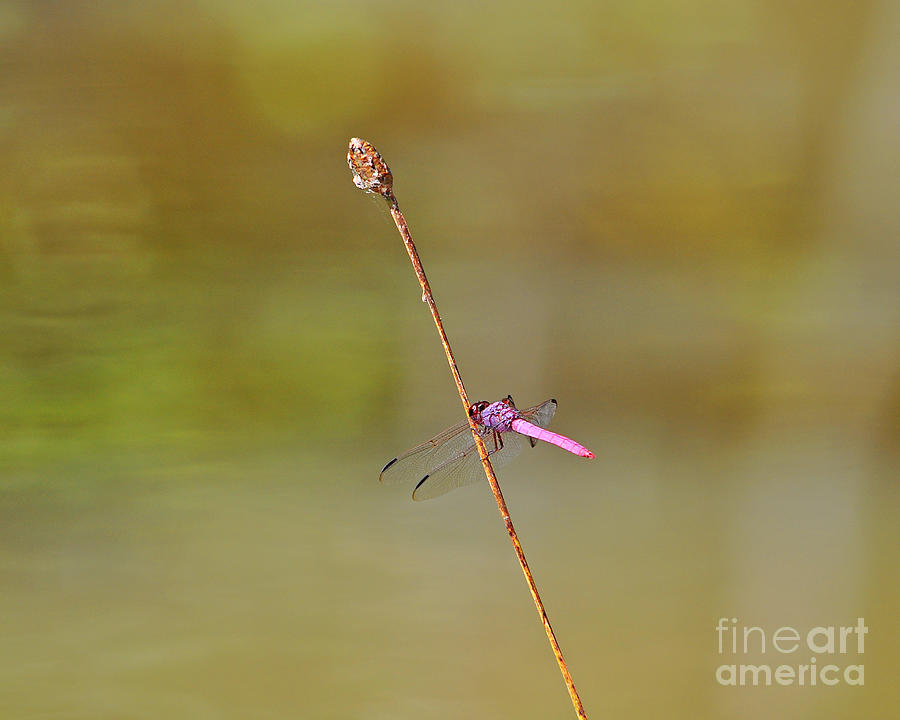 Pink Dragonfly Photograph - Roseate Skimmer by Al Powell Photography USA