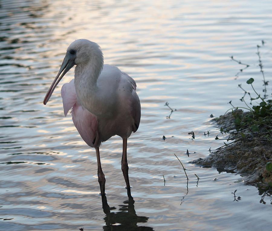 Spoonbill Photograph - Roseate Spoonbill by Andrea  OConnell