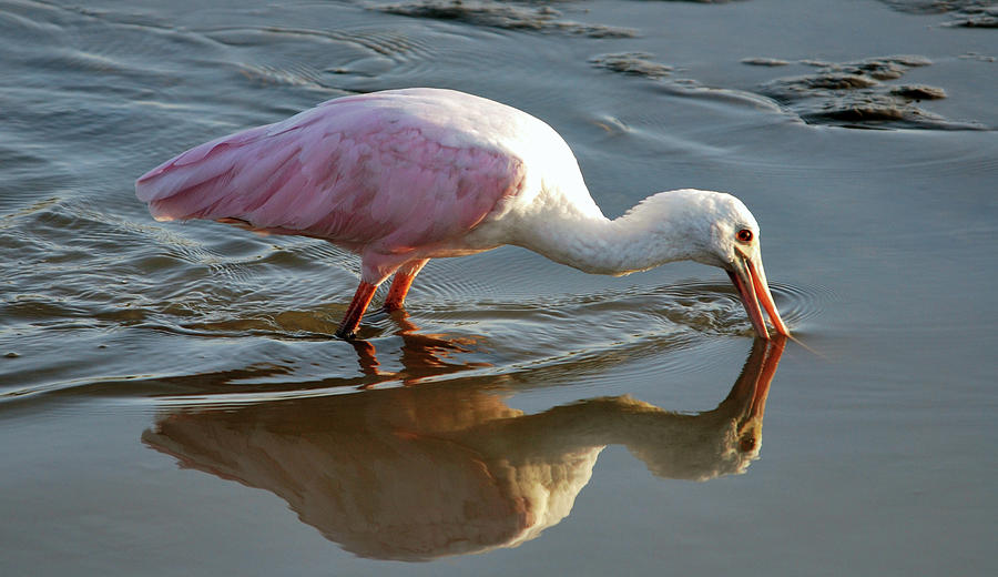 Roseate Spoonbill Photograph by Bill Hosford