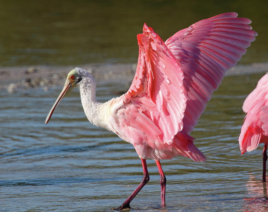 Roseate Spoonbill Photograph by Bruce J Robinson