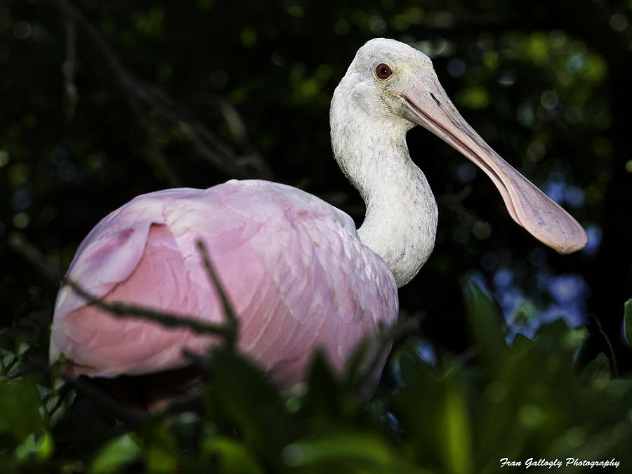 Roseate Spoonbill Photograph by Fran Gallogly