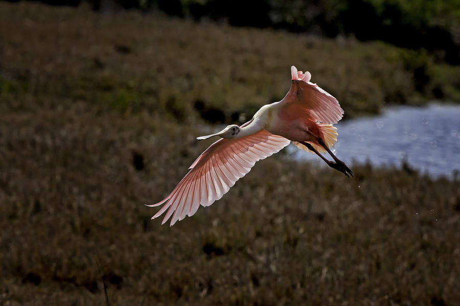 Roseate Spoonbill in Flight - Florida Wading Bird Scenic Photograph Photograph by Rob Travis