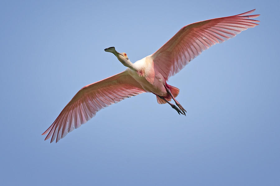 Spoonbill Photograph - Roseate Spoonbill in Flight by Bonnie Barry