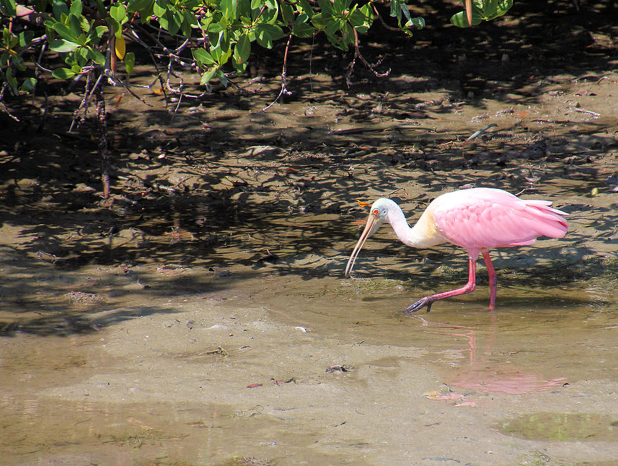 Roseate Spoonbill in Nature Photograph by Rosalie Scanlon
