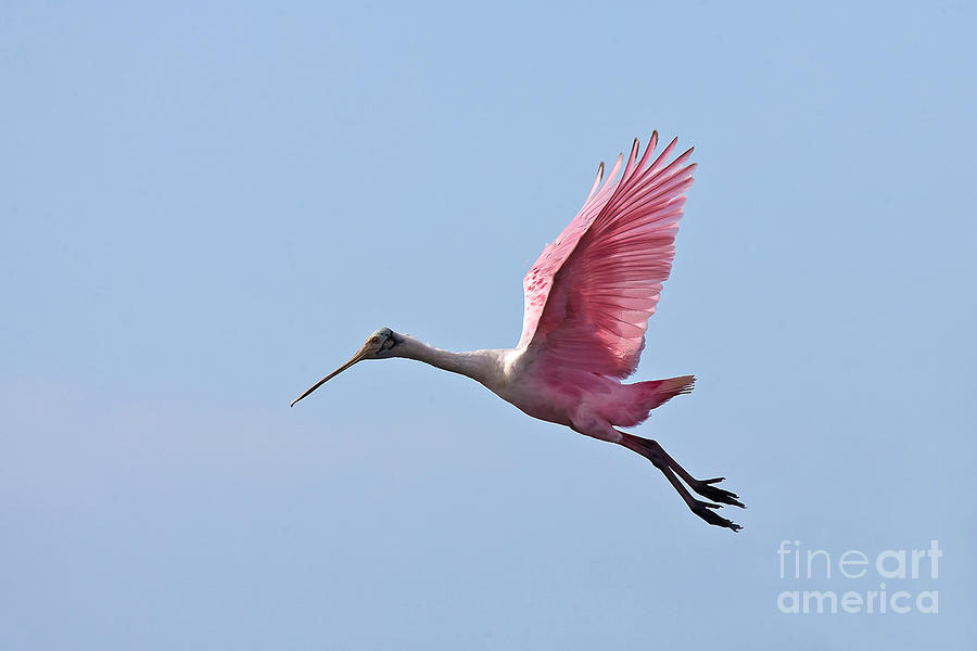 Roseate Spoonbill Photograph by Jean-Luc Baron