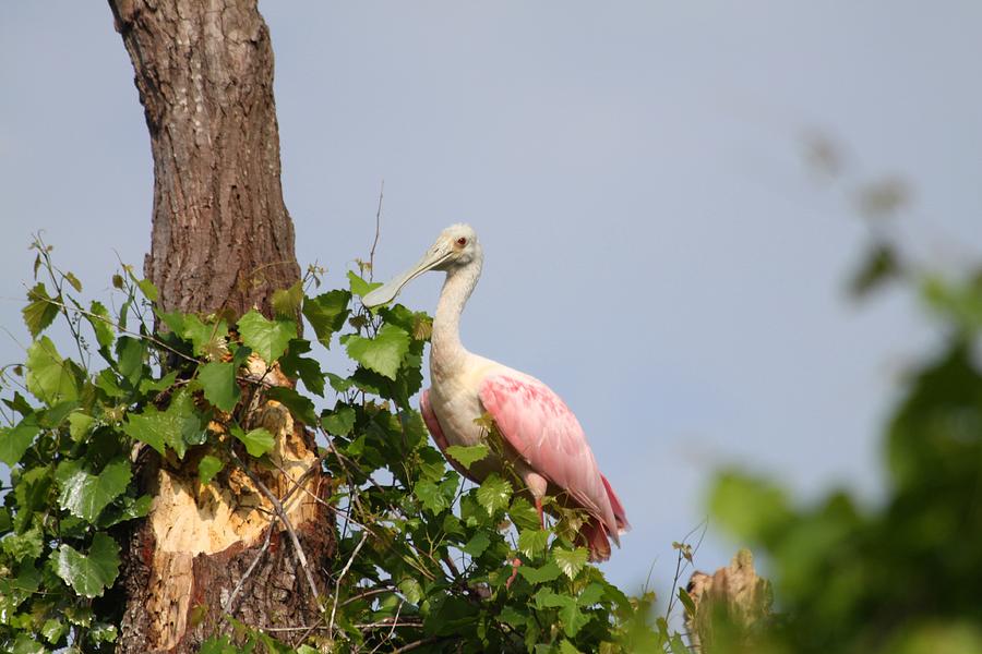 Roseate Spoonbill Photograph by Jeanne Andrews